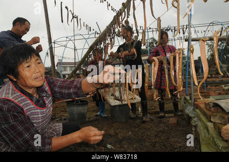 Vista di Hirudo medicinalis o Hirudo medicinalis messo in onda da pescatori nel villaggio di Tianxing, Shizi town, Neijiang city, a sud-ovest della Cina di Sichuan pr Foto Stock