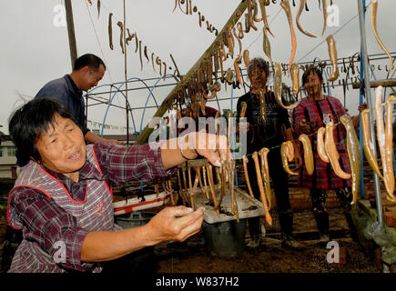 Vista di Hirudo medicinalis o Hirudo medicinalis messo in onda da pescatori nel villaggio di Tianxing, Shizi town, Neijiang city, a sud-ovest della Cina di Sichuan pr Foto Stock