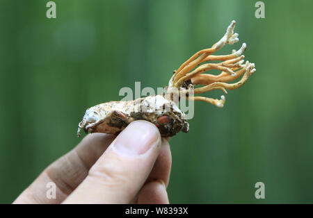 Vista di Ophiocordyceps sinensis (cordyceps o fungo caterpillar), una sorta di medicina tradizionale cinese (MTC), nel villaggio di Yangping, Xinxing town, Pe Foto Stock