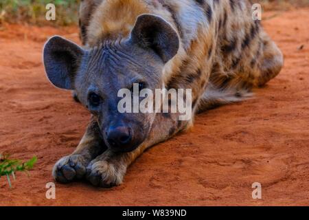 Primo piano di un'iena macchiata che si stese su un terreno Foto Stock