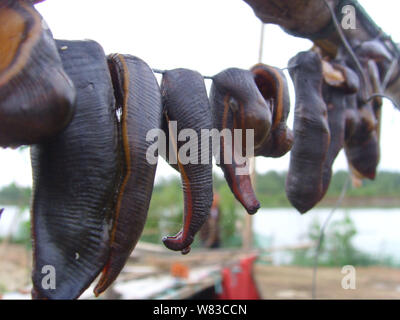 Vista di Hirudo medicinalis o Hirudo medicinalis viene trasmesso dai pescatori in città Tugou, Jinhu county, est cinese della provincia di Jiangsu, 24 giugno 2008. Foto Stock