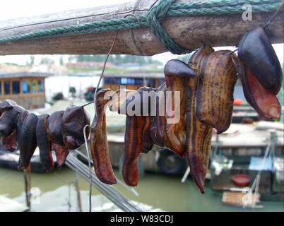 Vista di Hirudo medicinalis o Hirudo medicinalis viene trasmesso dai pescatori in città Tugou, Jinhu county, est cinese della provincia di Jiangsu, 24 giugno 2008. Foto Stock