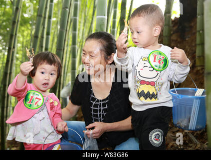 I residenti locali raccogliere Ophiocordyceps sinensis (cordyceps o fungo caterpillar), una sorta di medicina tradizionale cinese (MTC), nel villaggio di Yangping, Foto Stock