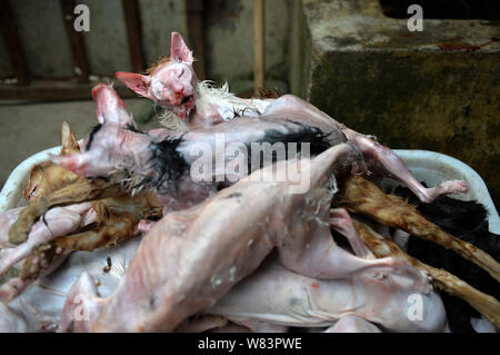 Gatti morti macellata e per essere venduti a ristoranti cinesi in 'amante degli animali' Huang Fuping sono illustrati nel suo macello nel villaggio Shunjiang, Banz Foto Stock