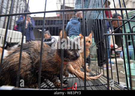 Gatti per essere macellati e venduti a ristoranti cinesi in 'amante degli animali' Huang Fuping sono ingabbiati nel suo macello nel villaggio Shunjiang, Banzhuyuan t Foto Stock