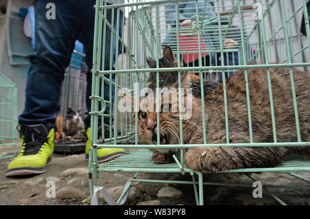 Gatti per essere macellati e venduti a ristoranti cinesi in 'amante degli animali' Huang Fuping sono ingabbiati nel suo macello nel villaggio Shunjiang, Banzhuyuan t Foto Stock