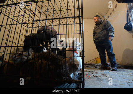 Gatti per essere macellati e venduti a ristoranti cinesi in 'amante degli animali' Huang Fuping sono ingabbiati nel suo macello nel villaggio Shunjiang, Banzhuyuan t Foto Stock