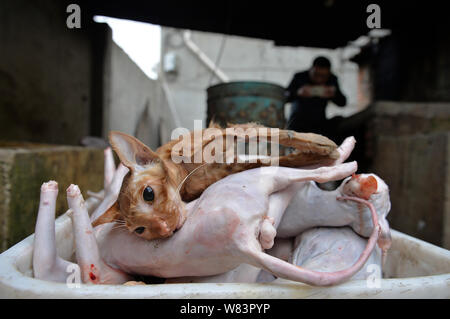 Gatti morti macellata e per essere venduti a ristoranti cinesi in 'amante degli animali' Huang Fuping sono illustrati nel suo macello nel villaggio Shunjiang, Banz Foto Stock