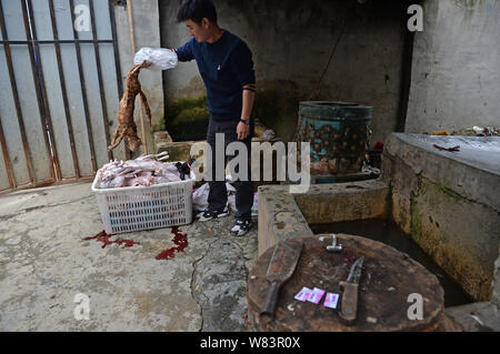 Un volontario di animale rescue center mette i gatti morti e macellati per essere venduti a ristoranti cinesi in 'amante degli animali' Huang Fuping in un cestello in s Foto Stock