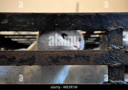 Un gatto per essere macellati e venduti a ristoranti cinesi in 'amante degli animali' Huang Fuping è impegnato nel suo macello nel villaggio Shunjiang, Banzhuyuan t Foto Stock