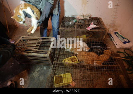 Un volontario di animali centro di salvataggio salvataggi gatti per essere macellati e venduti a ristoranti cinesi in 'amante degli animali' Huang Fuping in un macello nel Foto Stock