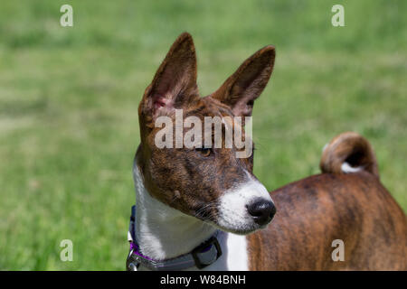 Carino Il tigrato basenji cucciolo è in piedi su un prato verde. Close up. Gli animali da compagnia. Cane di razza. Foto Stock