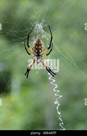 Seta dorata Orb-Weaver Spider nel suo web, Texas centrale, STATI UNITI D'AMERICA Foto Stock