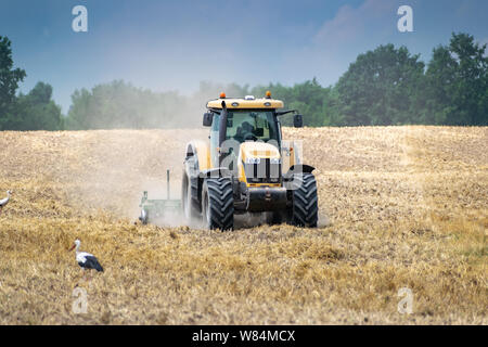 Trattore a coltivare il campo dopo la raccolta e alcune cicogne vicino ad essa Foto Stock