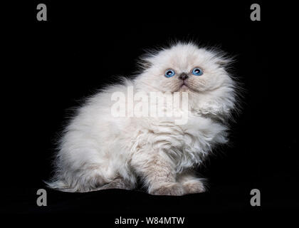 Studio fotografico di Scottish Fold longhair cat su sfondi colorati Foto Stock