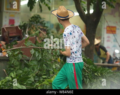 Un lavoratore cinese sgombra rami tagliati da alberi in preparazione per il Tifone Sarika su una strada in città Qionghai, Cina del sud della provincia di Hainan, Foto Stock