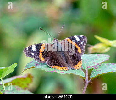 Un bel rosso Admiral butterfly (Vanessa Atalanta) appoggiato con alette aperte su un Rovo foglie Foto Stock