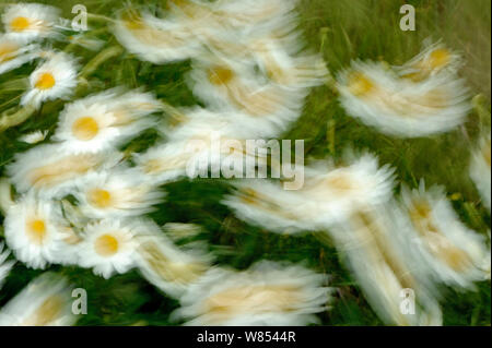 Occhio di bue margherite (Leucanthemum vulgare) soffia nella brezza a RSPB la speranza della fattoria, Cambridgeshire, Regno Unito, maggio 2011 Foto Stock