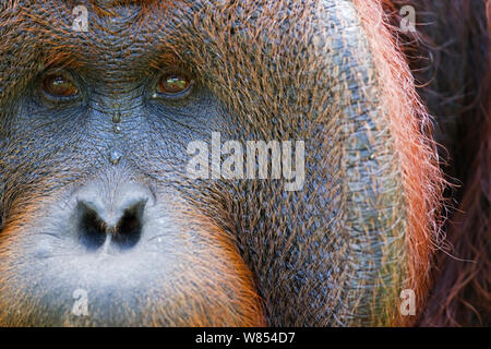 Bornean Orangutan (Pongo pygmaeus wurmbii) maschio maturo 'Tom " close-up verticale mostrante guanciale gli occhi ed il naso. Camp Leakey, Tanjung messa National Park, Kalimantan centrale, Borneo, Indonesia. Giugno 2010. Riabilitate e rilasciate (o discendere da) tra 1971 e 1995. Foto Stock