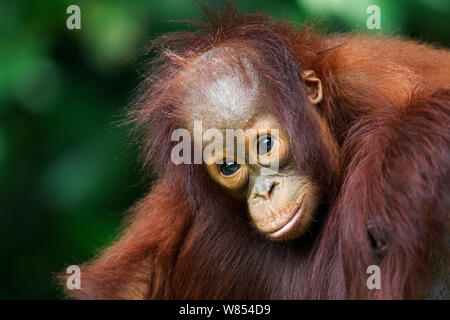 Bornean Orangutan (Pongo pygmaeus wurmbii) femmina baby 'Gita', età 2 anni, giacente sulla sua madre alle spalle. Camp Leakey, Tanjung messa National Park, Kalimantan centrale, Borneo, Indonesia. Giugno 2010. Riabilitate e rilasciate (o discendere da) tra 1971 e 1995. Foto Stock