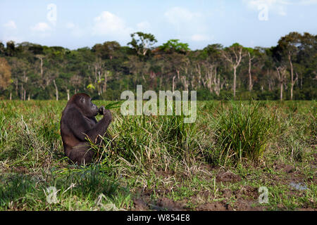 Pianura occidentale (gorilla Gorilla gorilla gorilla) sub-maschio adulto 'Kunga' invecchiato 13 anni di alimentazione su sedge grasses, Bai Hokou, Dzanga Sangha densa speciale riserva forestale, Repubblica Centrale Africana Foto Stock