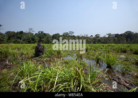 Pianura occidentale (gorilla Gorilla gorilla gorilla) sub-maschio adulto 'Kunga' invecchiato 13 anni di alimentazione su sedge grasses, Bai Hokou, Dzanga Sangha densa speciale riserva forestale, Repubblica Centrale Africana Foto Stock