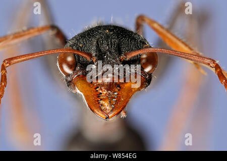 Giant Bull Ant (Myrmecia tarsata) close-up verticale. Esemplare fotografato utilizzando digitale di impilamento di messa a fuoco Foto Stock