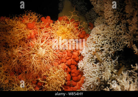 Bubblegum coral (Paragorgia arborea) con cestello a stella (Gorgonocephalus caputmedusae) sul live Lophelia pertusa reef in Trondheimfjord, Oceano Atlantico settentrionale, Norvegia . Foto scattata in cooperazione con GEOMAR coldwater coral progetto di ricerca Foto Stock