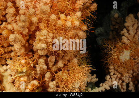 Bubblegum coral (Paragorgia arborea) con cestello a stella (Gorgonocephalus caputmedusae) con un live coral (Lophelia pertusa), reef in Trondheimfjord, Oceano Atlantico settentrionale, Norvegia . Foto scattata in cooperazione con GEOMAR coldwater coral progetto di ricerca Foto Stock