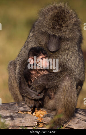 Babbuino oliva (papio anubis cynocephalus) del bambino di età compresa tra 3 e 6 mesi di allattamento da sua madre, il Masai Mara riserva nazionale, Kenya, Agosto Foto Stock