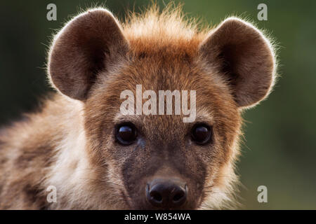 Spotted hyaena (Crocuta crocuta) cucciolo di età compresa tra i 6-9 mesi ritratto, il Masai Mara riserva nazionale, Kenya, Agosto Foto Stock