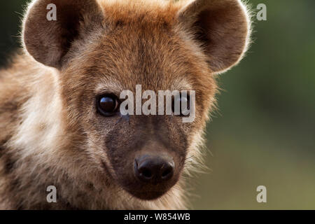 Spotted hyaena (Crocuta crocuta) cucciolo di età compresa tra i 6-9 mesi ritratto, il Masai Mara riserva nazionale, Kenya, Agosto Foto Stock