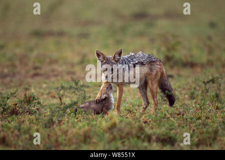 Black backed jackal (Canis mesomelas) con tre settimane di pup, Masai Mara riserva nazionale, Kenya, Agosto. Foto Stock