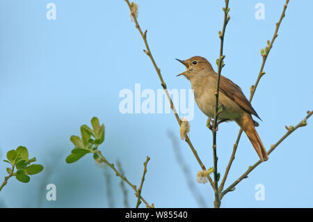 Usignolo comune (Luscinia megarhynchos) adulto arroccato, cantando, Cambridgeshire, Regno Unito, Aprile. 2020Vision Book piastra. Lo sapevate? Un Nightingale's song può essere composto da un massimo di 260 varianti. Foto Stock