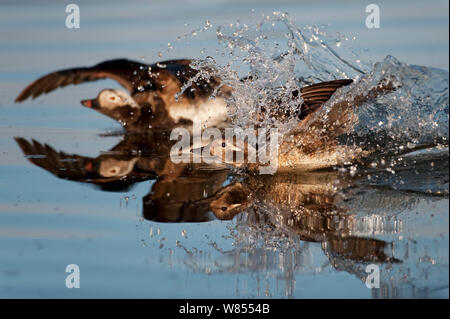 Lunga coda di anatre (Clangula hyemalis) lo sbarco su acqua, Myvatn, Islanda, Giugno Foto Stock