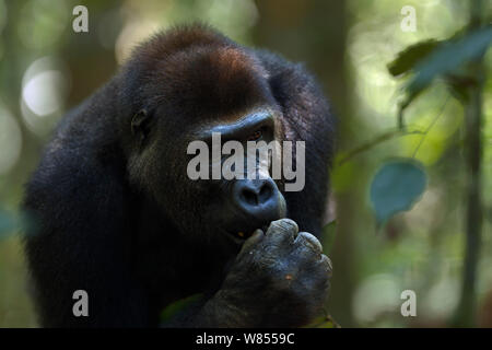 Pianura occidentale (gorilla Gorilla gorilla gorilla) sub-maschio adulto 'Kunga' invecchiato 13 anni testa e spalle ritratto, Bai Hokou, Dzanga Sangha densa speciale riserva forestale, Repubblica Centrafricana. Dicembre 2011. Foto Stock