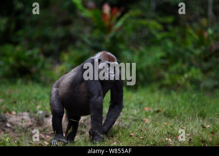 Pianura occidentale (gorilla Gorilla gorilla gorilla) femmina 'Malui a piedi di Bai Hokou, Dzanga Sangha densa speciale riserva forestale, Repubblica Centrafricana. Dicembre 2011. Foto Stock