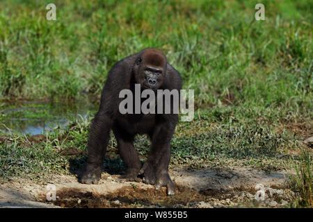 Pianura occidentale (gorilla Gorilla gorilla gorilla) sub-maschio adulto 'Kunga' invecchiato 13 anni in piedi di Bai Hokou, Dzanga Sangha densa speciale riserva forestale, Repubblica Centrafricana. Dicembre 2011. Foto Stock