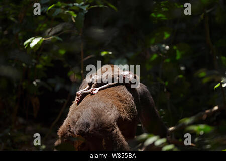 Pianura occidentale (gorilla Gorilla gorilla gorilla) femmina 'Malui' che porta il suo abortite neonato sulla sua schiena, Bai Hokou, Dzanga Sangha densa speciale riserva forestale, Repubblica Centrafricana. Dicembre 2011. Foto Stock