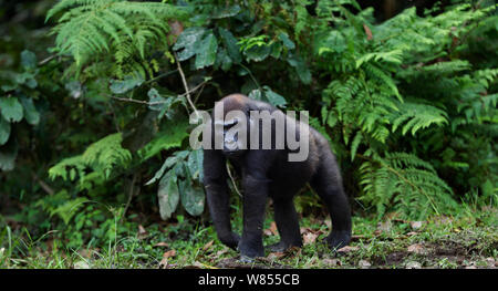 Pianura occidentale (gorilla Gorilla gorilla gorilla) sub-femmina adulta 'Mosoko' di età compresa tra i 8 anni a camminare in Bai Hokou, Dzanga Sangha densa speciale riserva forestale, Repubblica Centrafricana. Novembre 2011. Foto Stock