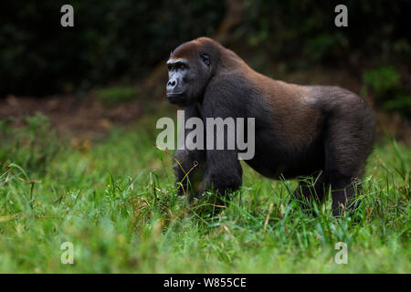 Pianura occidentale (gorilla Gorilla gorilla gorilla) sub-maschio adulto 'Kunga' invecchiato 13 anni ritratto permanente, Bai Hokou, Dzanga Sangha densa speciale riserva forestale, Repubblica Centrafricana. Dicembre 2011. Foto Stock