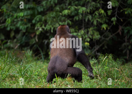 Pianura occidentale (gorilla Gorilla gorilla gorilla) sub-maschio adulto 'Kunga' invecchiato 13 anni pirouetting con entusiasmo, Bai Hokou, Dzanga Sangha densa speciale riserva forestale, Repubblica Centrafricana. Dicembre 2011. Foto Stock