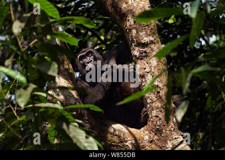 Pianura occidentale (gorilla Gorilla gorilla gorilla) femmina 'Malui' udienza in un albero, Bai Hokou, Dzanga Sangha densa speciale riserva forestale, Repubblica Centrafricana. Dicembre 2011. Foto Stock