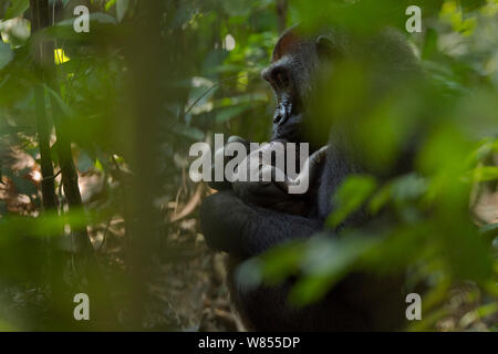 Pianura occidentale (gorilla Gorilla gorilla gorilla) femmina 'Malui' tendente al suo abortite infantile, Bai Hokou, Dzanga Sangha densa speciale riserva forestale, Repubblica Centrafricana. Dicembre 2011. Foto Stock