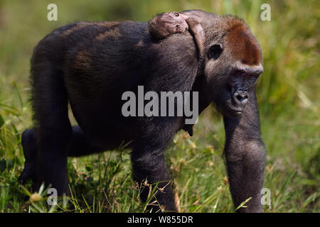 Pianura occidentale (gorilla Gorilla gorilla gorilla) femmina 'Malui' che porta il suo abortite neonato sulla sua schiena, Bai Hokou, Dzanga Sangha densa speciale riserva forestale, Repubblica Centrafricana. Dicembre 2011. Foto Stock