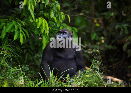 Pianura occidentale (gorilla Gorilla gorilla gorilla) sub-femmina adulta 'Mosoko' di età compresa tra i 8 anni seduto ritratto, Bai Hokou, Dzanga Sangha densa speciale riserva forestale, Repubblica Centrafricana. Dicembre 2011. Foto Stock