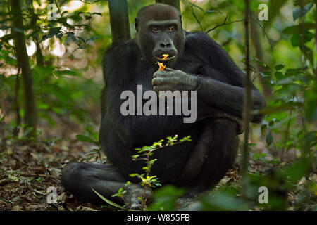 Pianura occidentale (gorilla Gorilla gorilla gorilla) femmina 'Mopambi' avanzamento sul frutto, Bai Hokou, Dzanga Sangha densa speciale riserva forestale, Repubblica Centrafricana. Dicembre 2011. Foto Stock