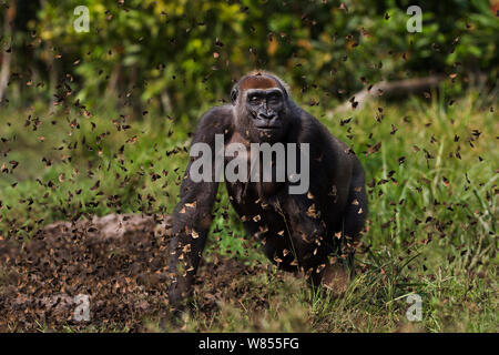 Pianura occidentale (gorilla Gorilla gorilla gorilla) femmina 'Malui a piedi attraverso una nube di farfalle ha disturbato il Bai Hokou, Dzanga Sangha densa speciale riserva forestale, Repubblica Centrafricana. Dicembre 2011. Foto Stock