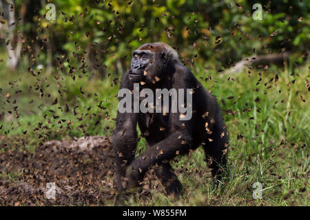 Pianura occidentale (gorilla Gorilla gorilla gorilla) femmina 'Malui a piedi attraverso una nube di farfalle ha disturbato il Bai Hokou, Dzanga Sangha densa speciale riserva forestale, Repubblica Centrafricana. Dicembre 2011. Foto Stock