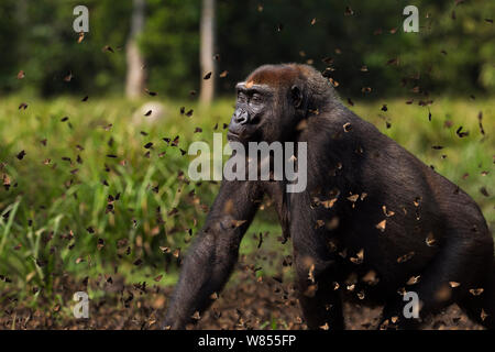 Pianura occidentale (gorilla Gorilla gorilla gorilla) femmina 'Malui a piedi attraverso una nube di farfalle ha disturbato il Bai Hokou, Dzanga Sangha densa speciale riserva forestale, Repubblica Centrafricana. Dicembre 2011. Foto Stock